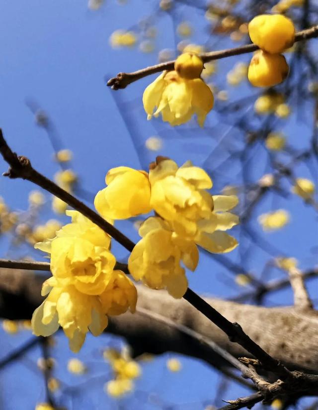 “Mei，我在连云港想开了！”