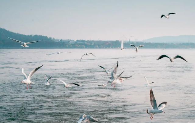 “鸥”来啦！游武汉“冬日限定”体验上线