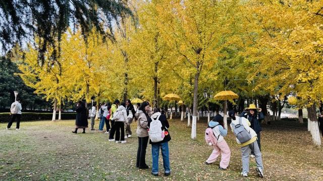 全网刷屏的“银杏伞”，南京也有！