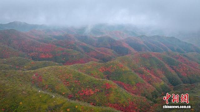 山西柳林天然林区迎来红叶观赏期