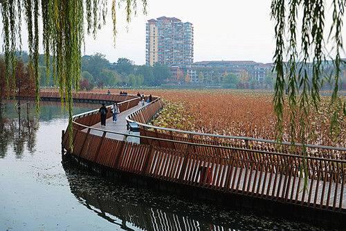 冬日栈道赏残荷