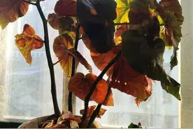 人在旅途|斑叶竹节秋海棠图片