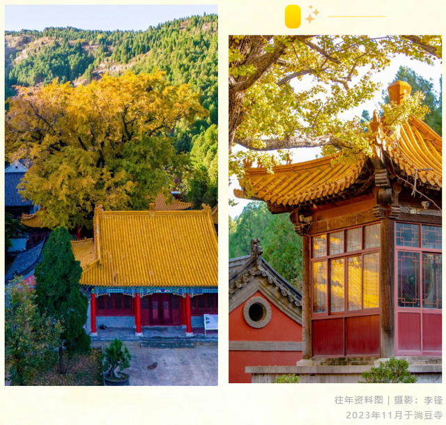 《2025济南赏银杏地图》出炉！一键收藏，赶快出发！