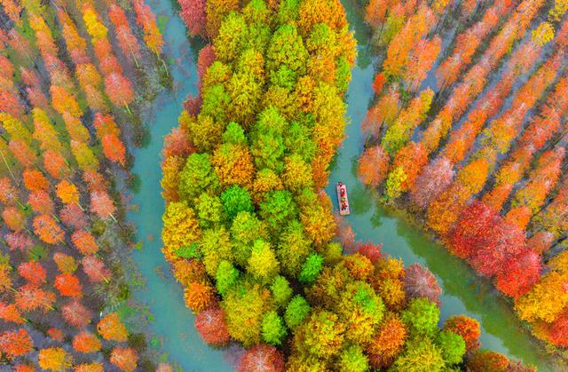 初冬水杉 色彩斑斓