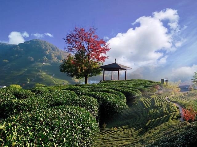 晚潮｜琅珰十里行，满目秋光尽染黄