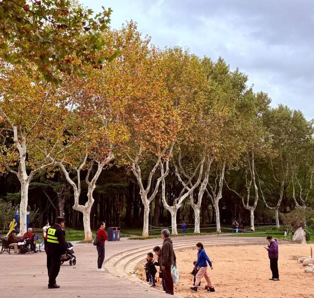 要降温了，准备好去迎接绚烂魔都！宝山寺的枫树已变红，秋霞圃的枫树、局门路的银杏再等20天