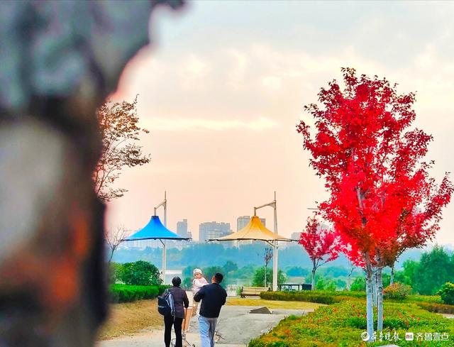 滨河公园枫叶红，多彩秋意景色浓