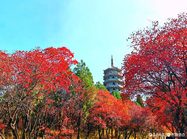 醉美深秋！济南红叶谷红叶引来大批游客