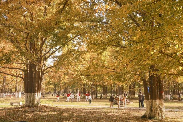 临沂：3000余株银杏披金装