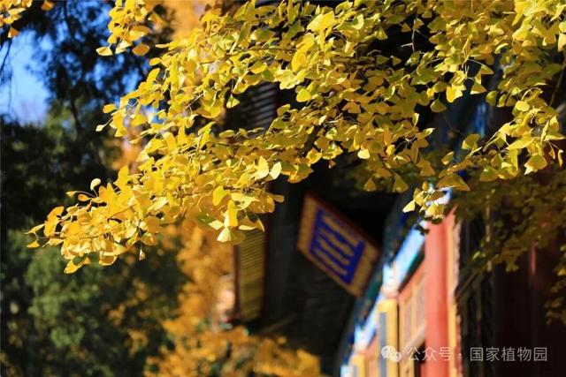 金色瀑布！北京这些千年古银杏正在最佳观赏期！