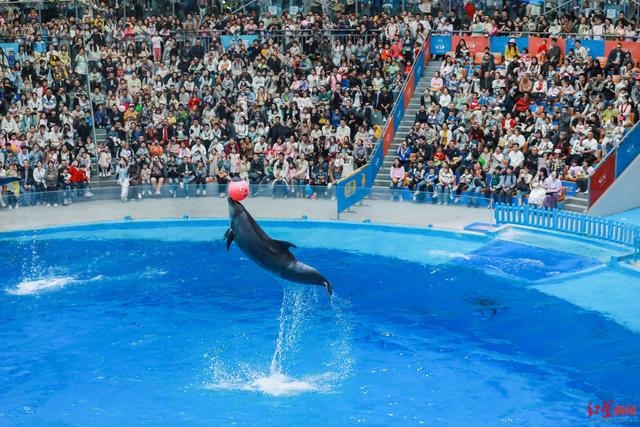 当最新秋假遇上最美秋景， 成都各大景区景点推出“新花样”