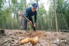 “透骨新鲜”冬笋上市图片