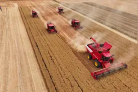 潍柴雷沃高效低损农机助力粮食颗粒归仓图片