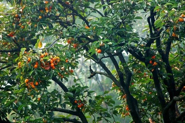 余杭“秋日恋歌”打卡地图出炉！