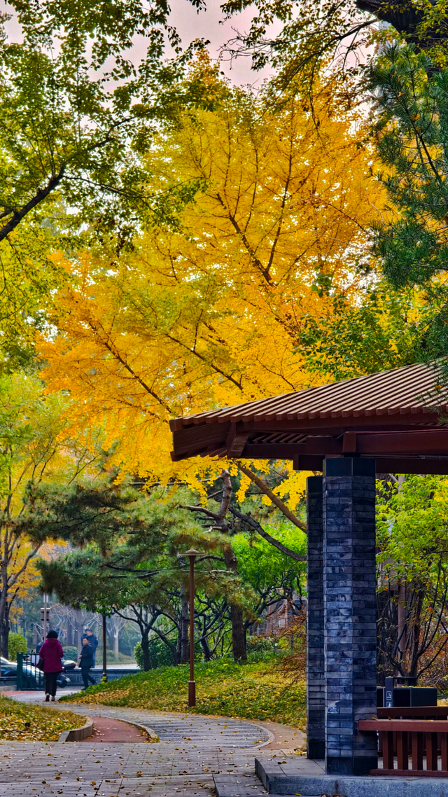 银杏浓烈似金，松柏深翠如墨！京城这景色太美了