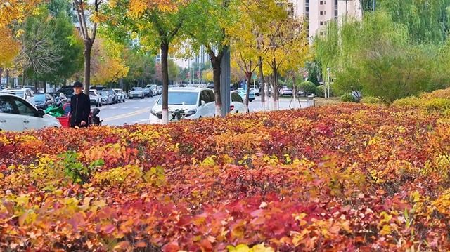 神木滨河新区秋色如画 邂逅诗意生态美景