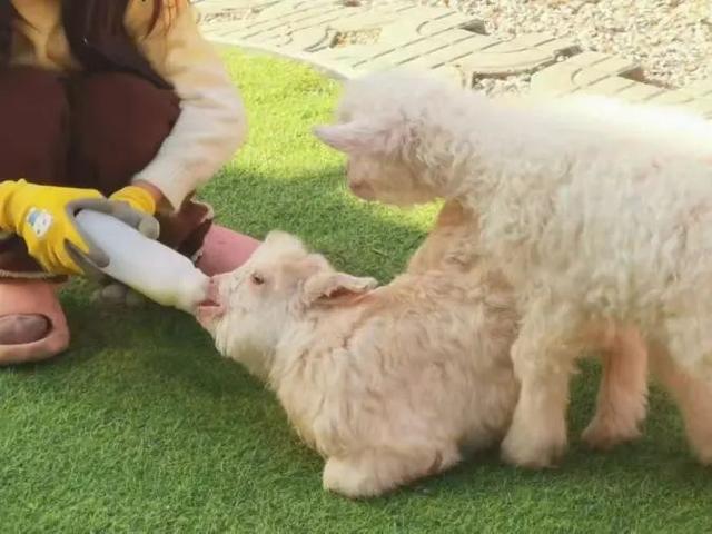 藏不住了！新会人身边的“欢乐农场”！