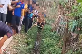 紧急提醒！眼镜王蛇出没，海南已有一人被咬死亡→图片