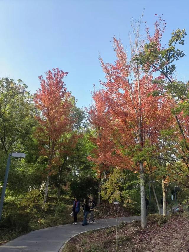 八达岭国家森林公园明起闭园，北京多个公园彩叶变色率过半