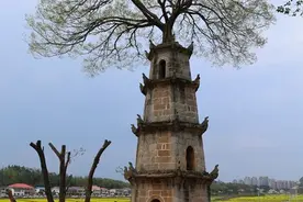 塔树共生枝繁叶茂图片