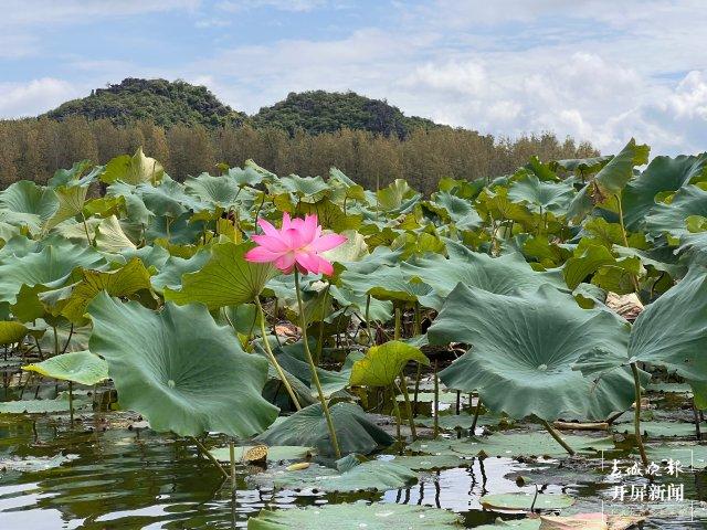 开屏热搜放大镜｜国庆中秋假期逃离“班味”指南：到普者黑体验旅居“慢生活”