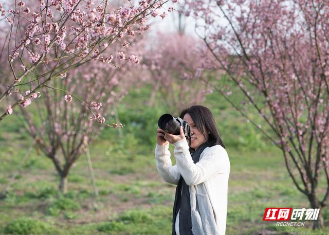 “花”样珠晖｜春日时光，没你不行！一起来看金甲“梅景”