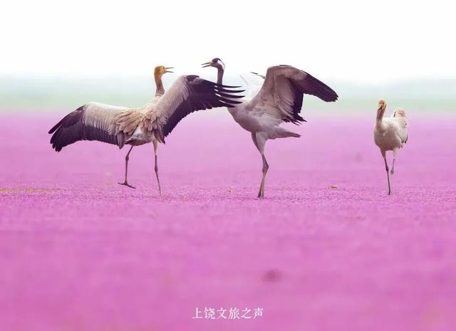 粉紫花海正上演“限定童话”，花期即将结束！