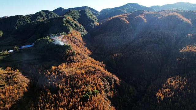 朱提文苑 | 龙树深秋里，山岭铺鎏金