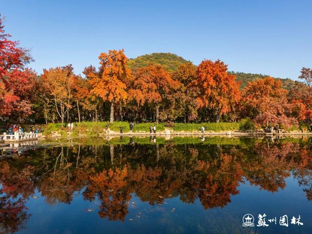 枫染山醉！苏州天平山红枫变色率已达70%