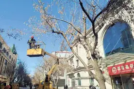 哈尔滨中央大街行道树逐一标号建档图片