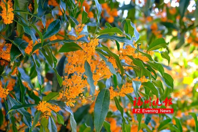 免费开放！福州这个网红村，桂花飘香！