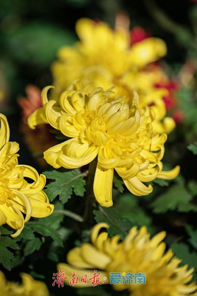一年四季 泉在济南丨济南趵突泉菊展：初冬时节菊花争艳 满园锦绣引客来