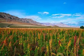 戈壁荒滩藜花开：科学家在4000米高原种粮食图片