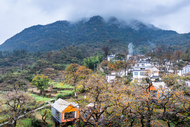 秋天来罗田,好“柿”正发生!