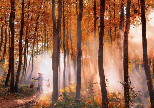 福建暖冬，又是一年好“枫”景