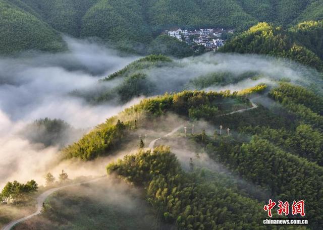安徽黟县：雨后竹海云雾缭绕似仙境