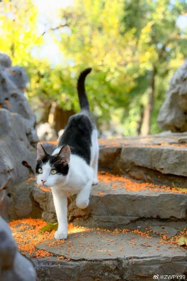 秦淮花事 | 秋日限定！在秦淮，与一场桂花雨不期而遇→