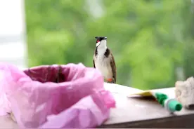 红耳bēi飞到宿舍筑巢？看完学生专业，网友：送论文来了……图片