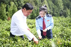 毕节税务：向新而进助热“茶叶经济”图片