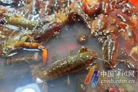 早春的小龙虾为啥壮瘦差别大？业内人士：买虾先看“色”图片