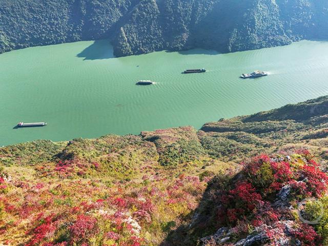 重庆巫山“三峡龙脊”红叶迎来观赏期