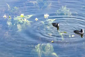 高原湖泊首例！“水下森林”让异龙湖重焕生机图片