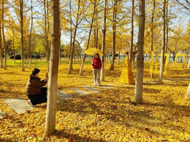 落叶变“宝藏”！临沂这些地点免费打卡