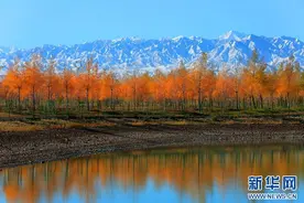 【大美甘肃】甘肃张掖：金秋醉美胡杨林图片