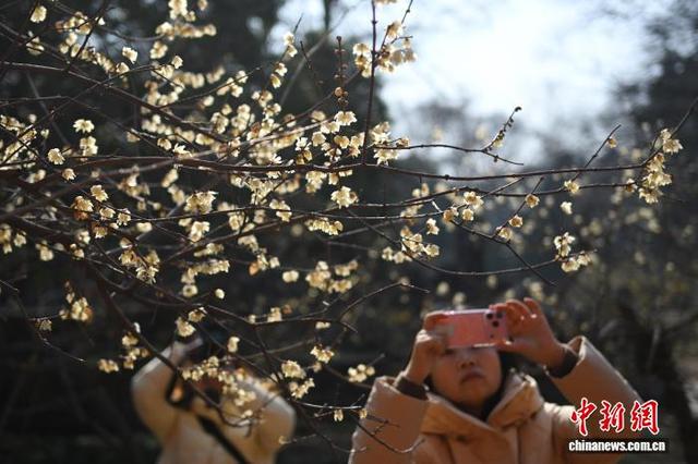 世界文化遗产南京明孝陵蜡梅飘香