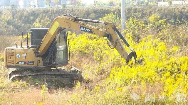 这个原产美国的物种，正疯狂侵占中国的农田、大规模屠杀动植物