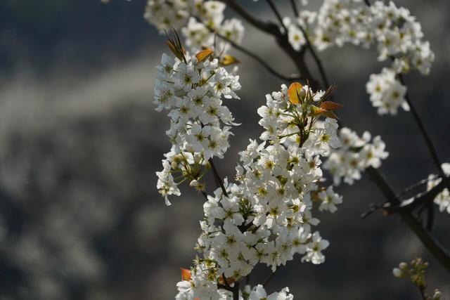 大片雪白！盘龙区松华街道梨花开啦