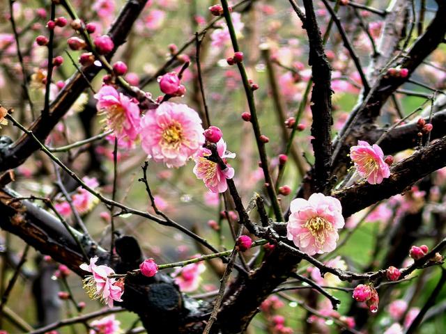 桂林的“限定浪漫”已上线！满城梅花绽放，花期持续至春节！