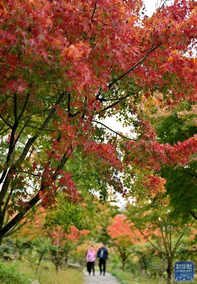 秋声渐杳 斑斓成诗