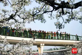 江苏灌云：千亩梨花开 四方游客来图片